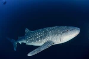 Cagayan, Cagayan Tauchcamp, Tauchkurse. Dive Courses