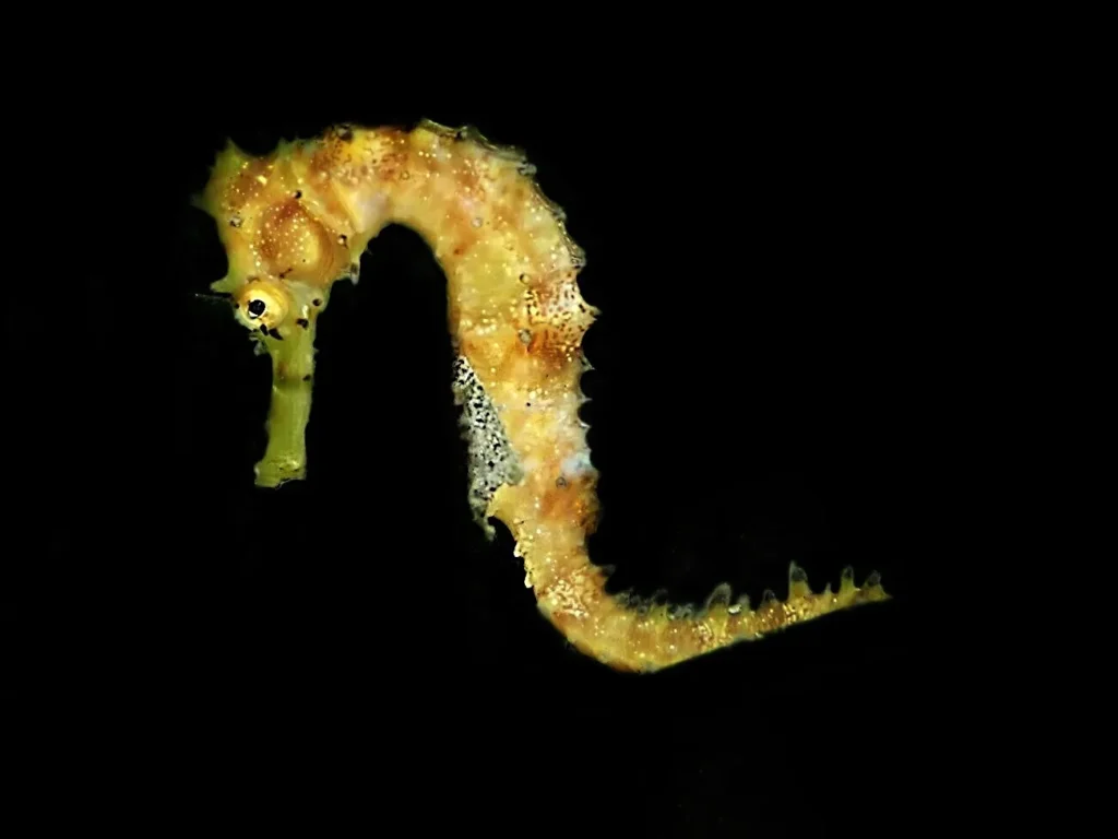 Tiny seahorse resting on a sea fan near Sipalay