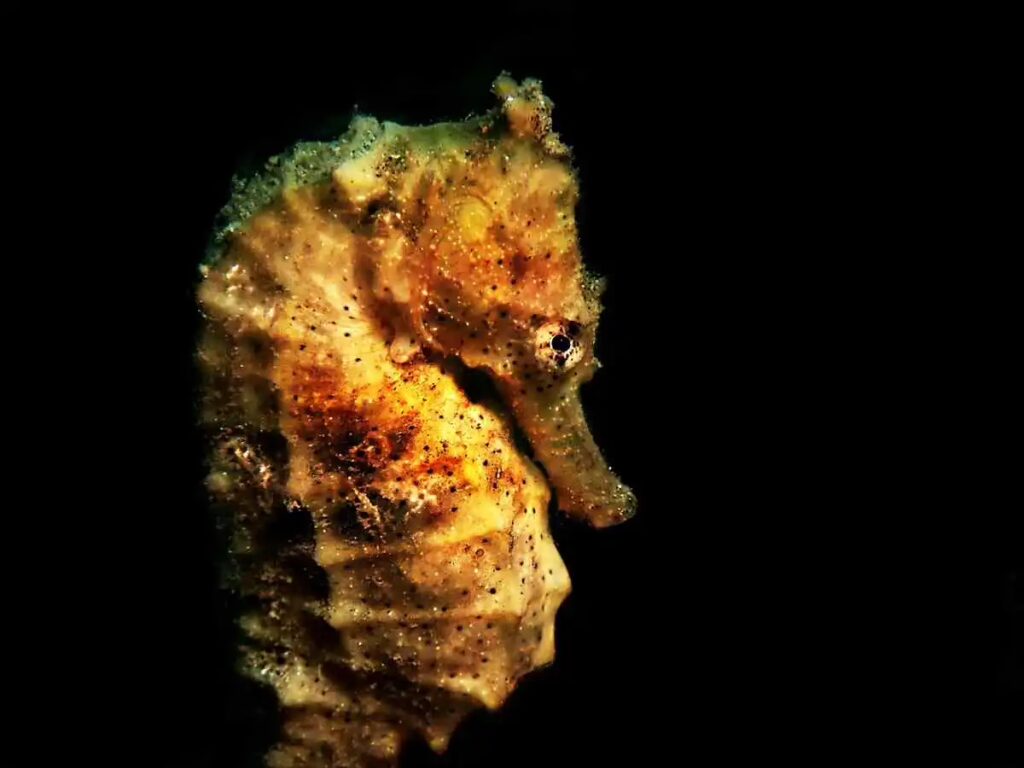 Seahorse clinging to soft coral in the Philippines