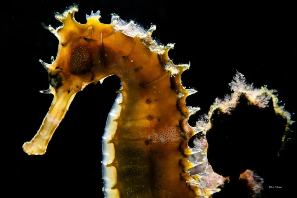 Close-up of golden seahorse against black background