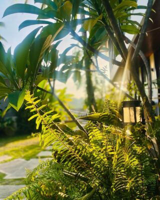 Sunrise light filters through the foliage creating a warm glow over 𝒜𝓂𝒾𝓁𝒶‘s peaceful garden path. A quiet stroll in the morning.#amilastay #NegrosOccidental #reisen #tauchen #scuba #scubadiving #travel #holiday #Philippines #sunrise